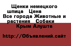 Щенки немецкого шпица › Цена ­ 20 000 - Все города Животные и растения » Собаки   . Крым,Алушта